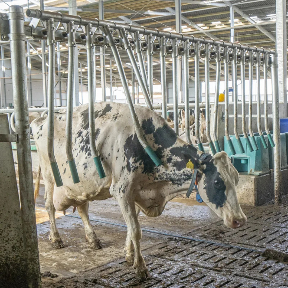 Vienvirziena pirkstu vārti